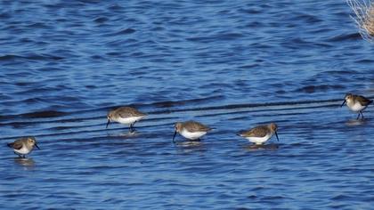 Karakarınlı kumkuşu