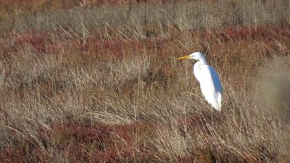 Büyük ak balıkçıl