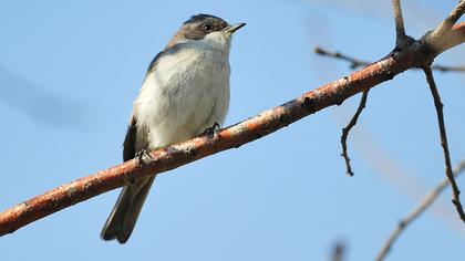 Küçük akgerdanlı ötleğen