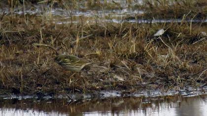 Meadow Pipit