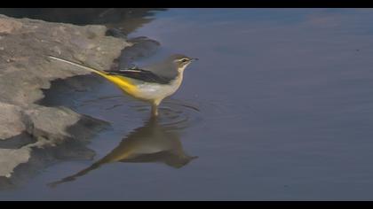 Grey Wagtail