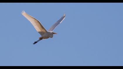 Büyük ak balıkçıl