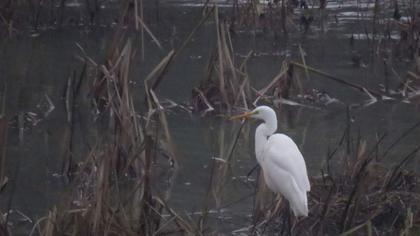 Büyük ak balıkçıl