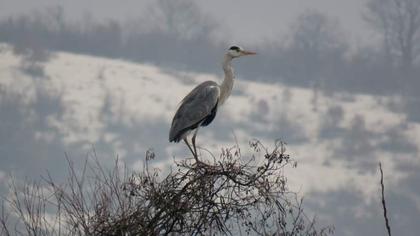 Grey Heron