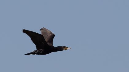 Great Cormorant