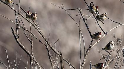 European Goldfinch