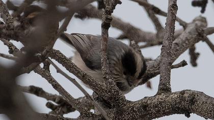 Long-tailed Tit