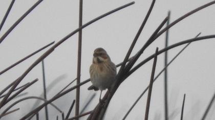 Bataklık Kirazkuşu