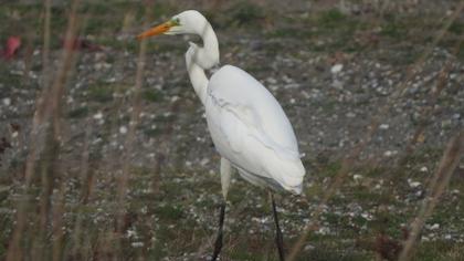 Great Egret