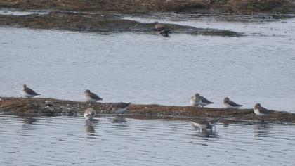 Karakarınlı kumkuşu