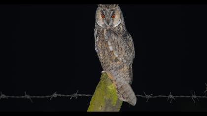 Kulaklı orman baykuşu