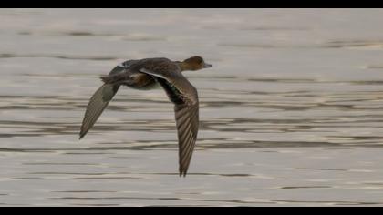Eurasian Wigeon