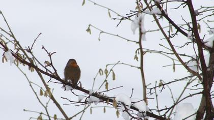 European Robin