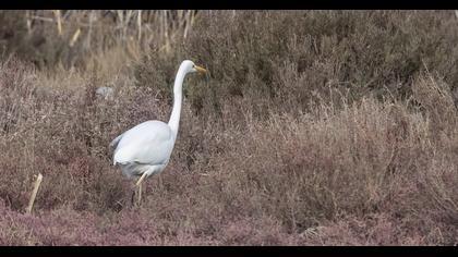 Büyük ak balıkçıl