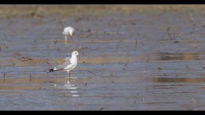 Küçük gümüş martı