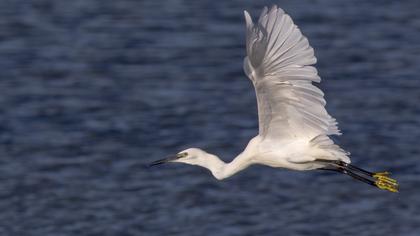 Küçük ak balıkçıl