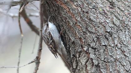 Bahçe tırmaşıkkuşu