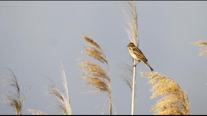 Bataklık Kirazkuşu