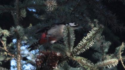 Orman alaca ağaçkakanı