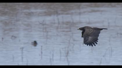 Büyük orman kartalı
