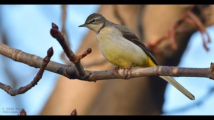 Dağ kuyruksallayanı