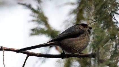 Uzunkuyruklu baştankara