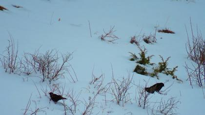 Sarıgagalı dağ kargası