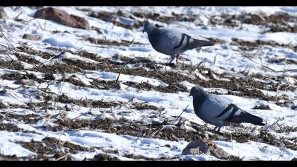 Rock Dove