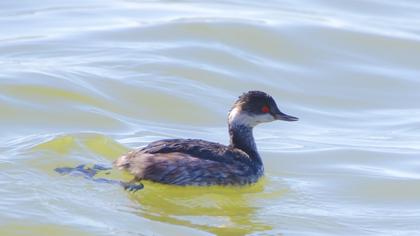 Karaboyunlu batağan