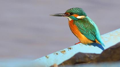 Common Kingfisher