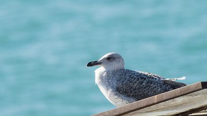 Küçük gümüş martı