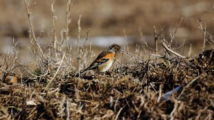 Brambling
