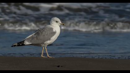 Küçük gümüş martı