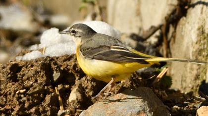 Dağ kuyruksallayanı