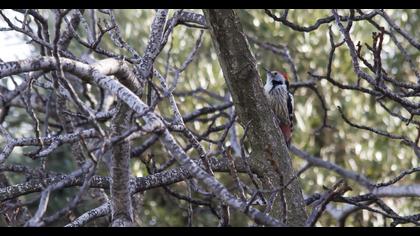 Middle Spotted Woodpecker