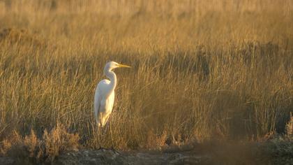 Büyük ak balıkçıl