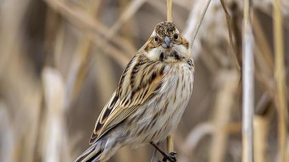 Bataklık Kirazkuşu