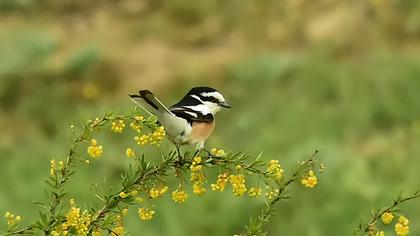 Maskeli örümcekkuşu