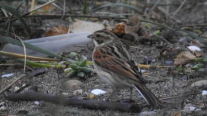 Bataklık Kirazkuşu