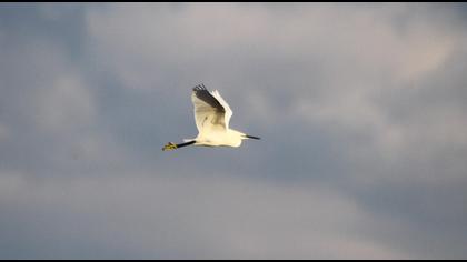 Küçük ak balıkçıl