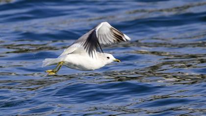 Küçük gümüş martı