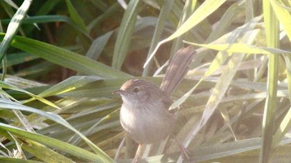 Dikkuyruklu ötleğen