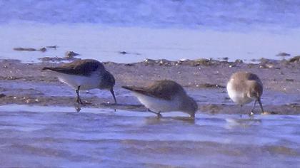 Karakarınlı kumkuşu