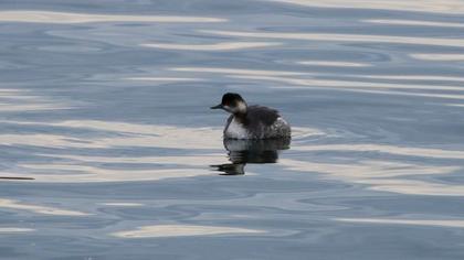 Karaboyunlu batağan