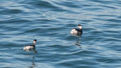Karaboyunlu batağan