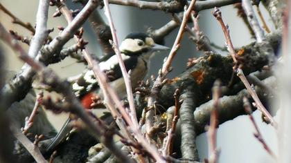 Orman alaca ağaçkakanı