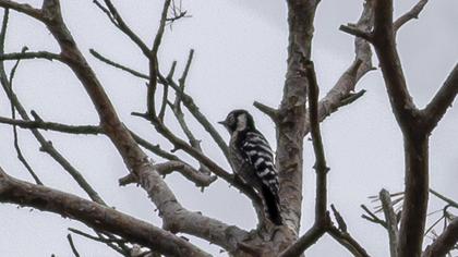 Küçük ağaçkakan