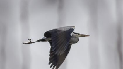 Grey Heron