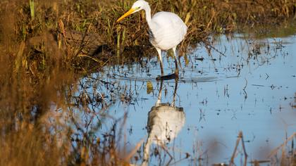 Büyük ak balıkçıl