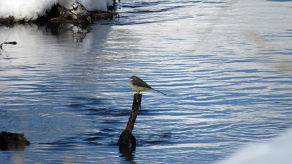 Dağ kuyruksallayanı